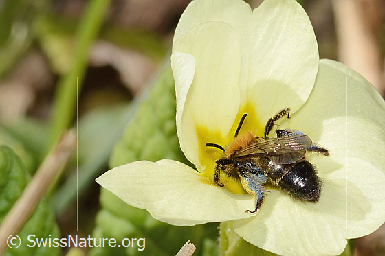 Foto: Zweifarbige Sandbiene (Andrena bicolor) an Stängellose Schlüsselblume (Primula acaulis). Länge 9mm. Weibchen. Ansicht von schräg oben.