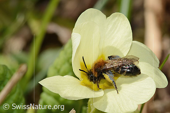 Foto: Zweifarbige Sandbiene (Andrena bicolor) an Stängellose Schlüsselblume (Primula acaulis). Länge 9mm. Weibchen. Ansicht von schräg oben.