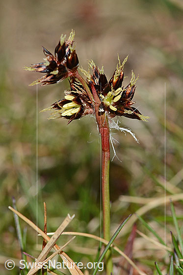 Feld-Hainsimse (Luzula campestris)