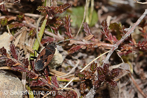 Photo: Rhyparochromus pini. View from behind top.