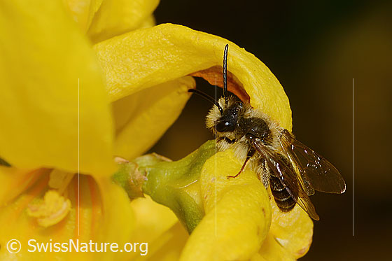 Photo: Andrena praecox on Forsythia. Length 8mm. Male. View from diagonally above.