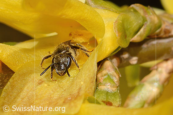 Foto: Gewöhnliche Schmalbiene (Lasioglossum calceatum) an Forsythie (Forsythia). Länge 8mm. Weibchen. Ansicht von vorne.