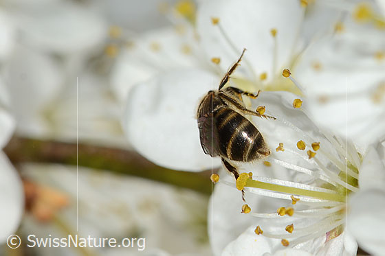 Photo: Lasioglossum calceatum on Prunus spinosa. Length 8mm. Female. View from behind.
