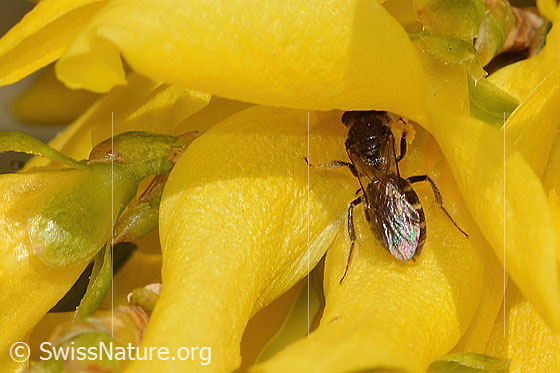 Foto: Gewöhnliche Schmalbiene (Lasioglossum calceatum) an Forsythie (Forsythia). Länge 8 - 10mm. Weibchen. Ansicht von oben.