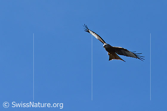 Foto: Rotmilan (Milvus milvus) im Flug. Ansicht von vorne unten.