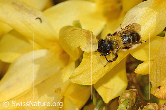 Foto: Zweifarbige Sandbiene (Andrena bicolor) an Forsythie (Forsythia). Länge 9mm. Weibchen. Ansicht von vorne oben.