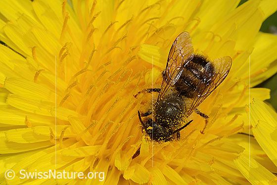 Foto: Gehörnte Mauerbiene (Osmia cornuta) auf Gewöhnlichem Löwenzahn (Taraxacum officinale). Länge 12mm. Männchen. Ansicht von oben.