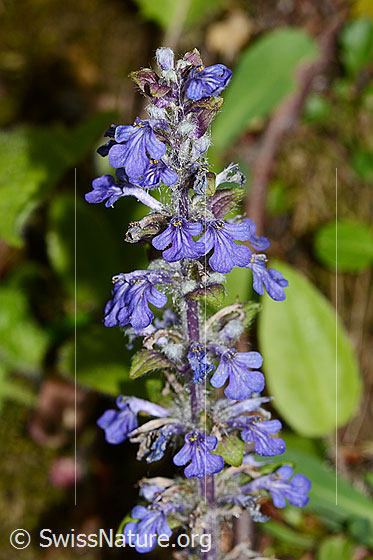 Photo: Ajuga reptans. Inflorescence.