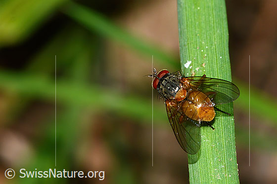Phaonia subventa (Fliege)