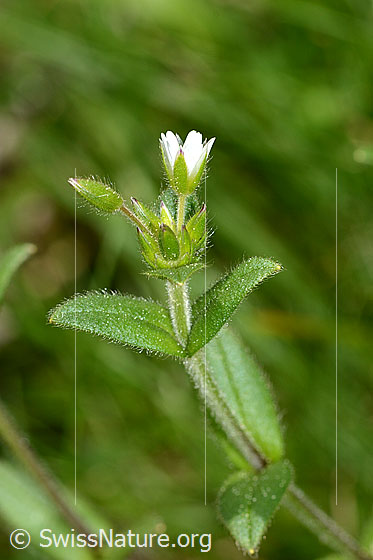 Foto: Quell-Hornkraut (Cerastium fontanum spp. fontanum). Blüten, Knospen, Blätter und Stängel.