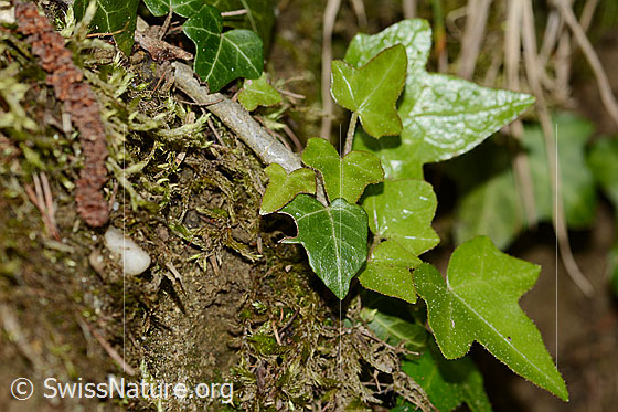 Foto: Efeu (Hedera helix). Blätter.