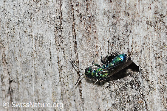 Foto: Wahrscheinlich Chrysis iris (Goldwespe). Länge 7mm. Weibchen. Ansicht von seitlich oben.