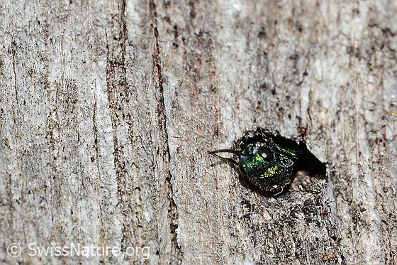 Foto: Wahrscheinlich Chrysis iris (Goldwespe). Länge 7mm. Weibchen. Die Goldwespe kriecht rückwärts in ein rundes Loch in einem Pfahl. Ansicht von vorne.
