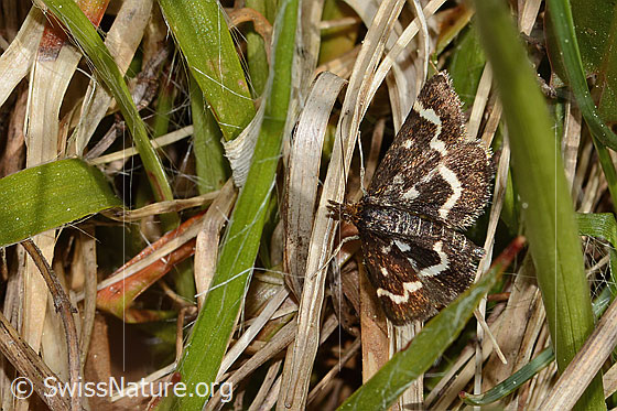 Photo: Pyrausta nigrata. Wings open. View from above.