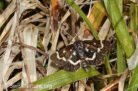 Photo: Pyrausta nigrata. Wings open. View from above.