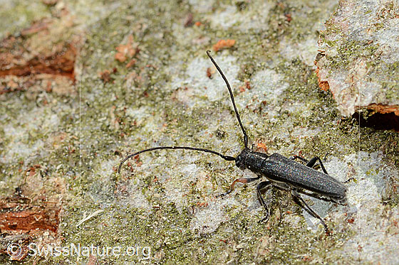 Photo: Phytoecia cylindrica. Length: 14mm. View from diagonally above.