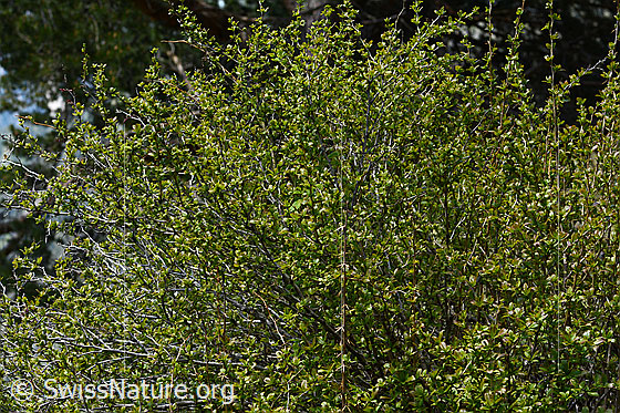 Foto: Gewöhnliche Berberitze (Berberis vulgaris). Strauch.