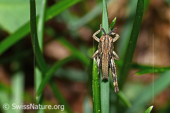 Photo: Gomphocerus sibiricus. Nymph stage 2. View from above.