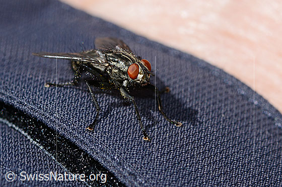 Photo: Probably Sarcophaga carnaria. Length 13mm. View from side front.
