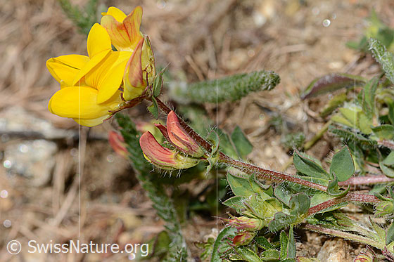 Photo: Lotus alpinus. Blossoms, stem and leaves.