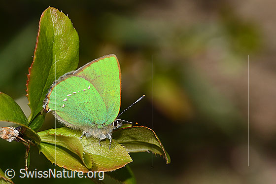 Foto: Brombeer-Zipfelfalter (Callophrys rubi) auf Gewöhnliche Berberitzer (Berberis vulgaris). Flügel geschlossen. Ansicht von der Seite.