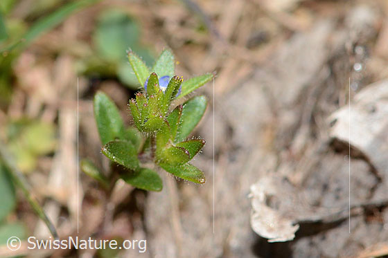 Photo: Probably Veronica arvensis. Inflorescence.
