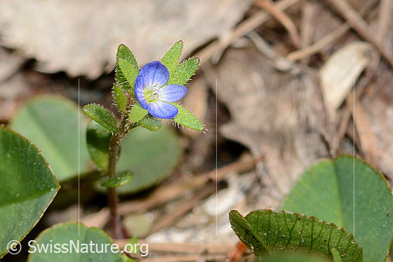 Feld-Ehrenpreis (Veronica arvensis)