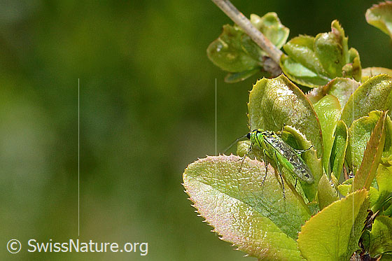 Foto: Grüne Blattwespe ( Rhogogaster viridis) auf Gewöhnliche Berberitze (Berberis vulgaris). Länge 10 - 13mm. Ansicht von hinten oben.