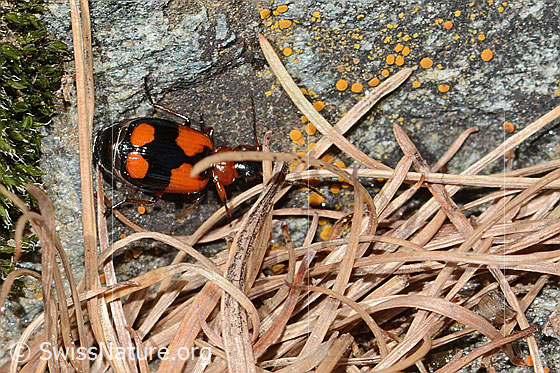 Photo: Lebia cruxminor. Length 5.3 -7.2mm. View from above.