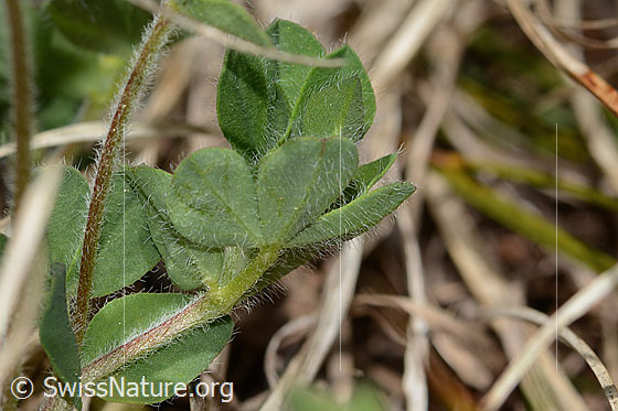 Photo: Lotus alpinus. Leaves and stem. Leaf underside.