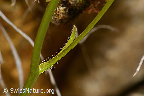 Photo: Biscutella laevigata. Stem and stem leaf.