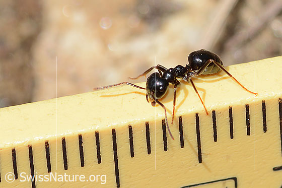 Glänzendschwarze Holzameise (Lasius fuliginosus)