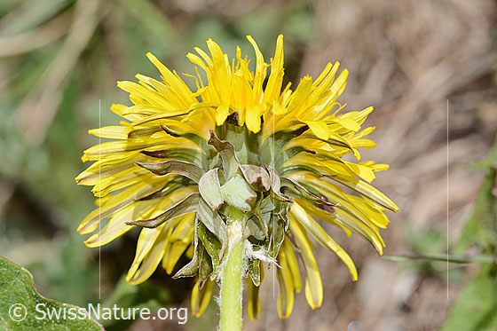 Foto: Gewöhnlicher Löwenzahn (Taraxacum officinale). Stängel, Hüllblätter und Blüte. Ansicht von unten.