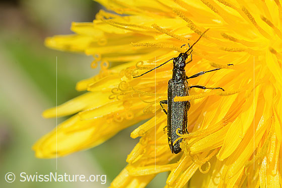 Foto: Graugrüner Schenkelkäfer (Oedemera virescens) auf Gewöhnlicher Löwenzahn (Taraxacum officinale). Länge 8mm. Weibchen. Ansicht von schräg oben.