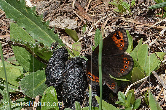 Foto: Alpenmohrenfalter (Erebia triarius) auf Kot. Flügel geöffnet. Ansicht von seitlich oben.