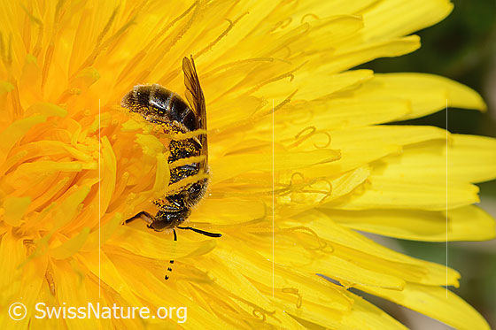Foto: Gewöhnliche Schmalbiene (Lasioglossum calceatum) auf Gewöhnlichem Löwenzahn (Taraxacum officinale). Länge 10mm. Weibchen. Ansicht von der Seite.