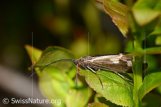 Köcherfliege (Trichoptera)