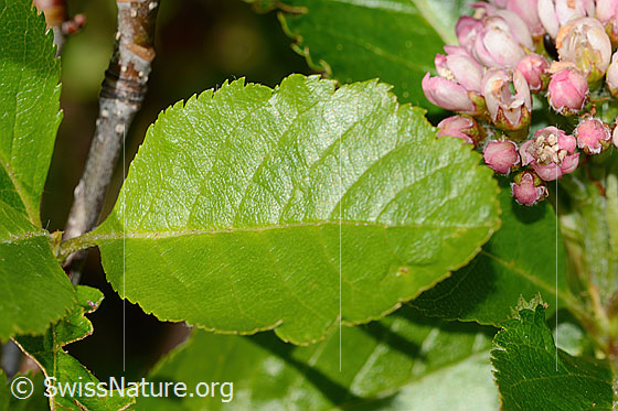 Foto: Zwergmispel (Sorbus chamaemespilus). Blatt und Ästchen.