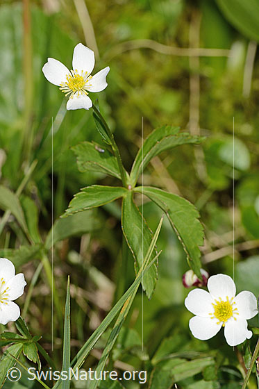 Foto: Eisenhutblättriger Hahnenfuss (Ranunculus aconitifolius). Ganze Pflanze (Habitus).