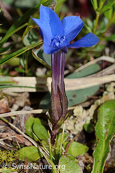 Foto: Frühlings-Enzian (Gentiana verna). Ganze Pflanze (Habitus). Höhe: 4cm. Ansicht von schräg oben.