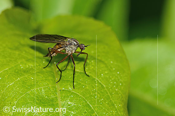 Photo: Fly of the genus Empis. Length 8mm. Female. View from the side.