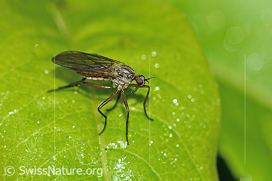 Photo: Fly of the genus Empis. Length 8mm. Female. View from the side above.