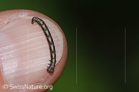 Photo: Caterpillar of Agriopis aurantiaria. Length: ca. 12mm. View from above.