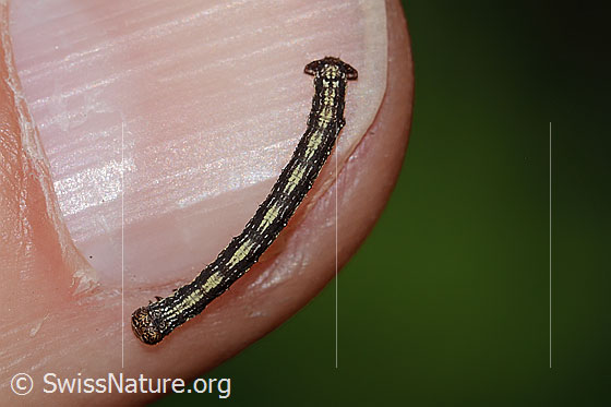 Foto: Raupe des Orangegelben Breitflügelspanner (Agriopis aurantiaria). Länge: 12mm. Ansicht von oben.