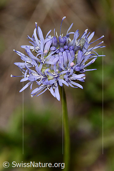 Foto: Berg-Jasione (Jasione montana). Blüte. Ansicht von schräg oben.