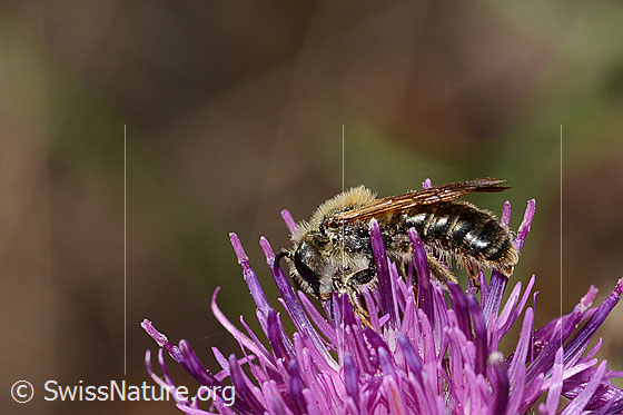 Photo: Andrena hattorfiana on Centaurea scabiosa. Length 11 - 14mm. Male. View from the side.