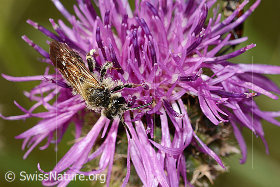 Photo: Andrena hattorfiana on Centaurea scabiosa. Length 11 - 14mm. Male. View from above.