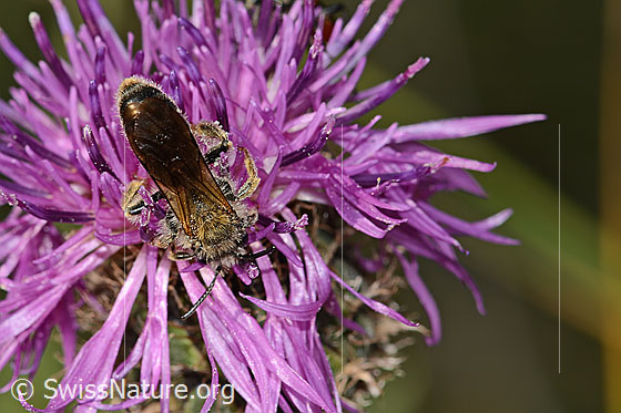 Photo: Andrena hattorfiana on Centaurea scabiosa. Length 11 - 14mm. Male. View from above.