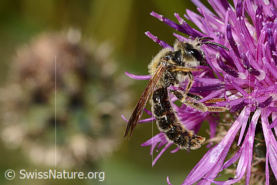 Photo: Andrena hattorfiana on Centaurea scabiosa. Length 11 - 14mm. Male. View from the side.