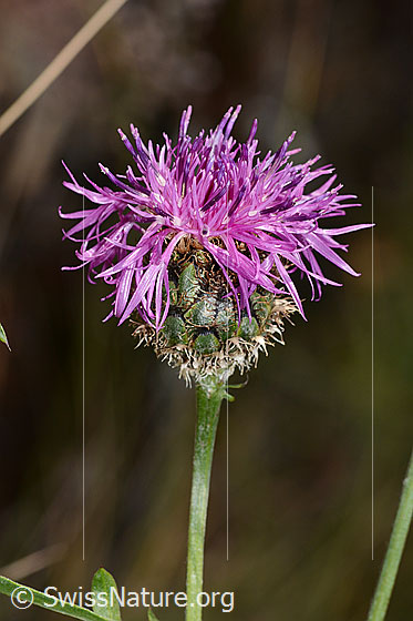 Photo: Centaurea scabiosa. Blossom.
Lat.: Centaurea scabiosa ssp. scabiosa
Family: Asteraceae
Genus: Centaurea